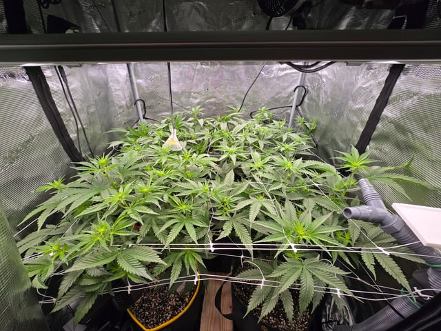 Grow #2 — flower, day 19