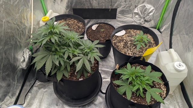Mixed Grow — grow_setup, day 29