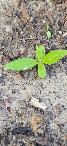 girl scout cookies (auto) — seedling_rooting, day 8