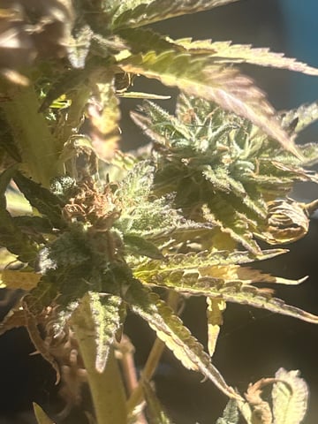 skywalker — grow_setup, day 1