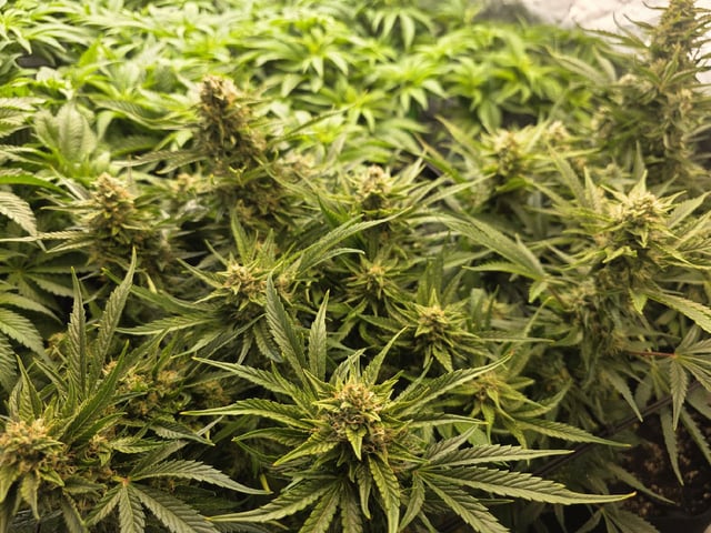 Hazy Daze — flower, day 58