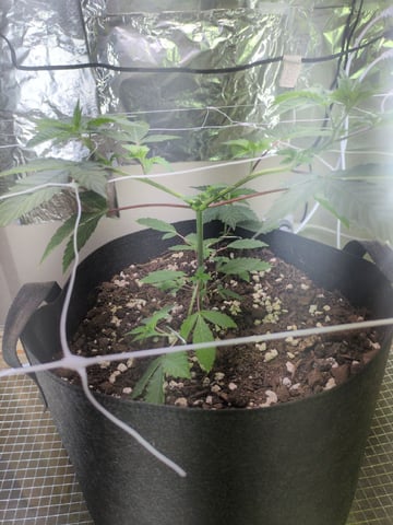 Audrey III — vegetative, day 62