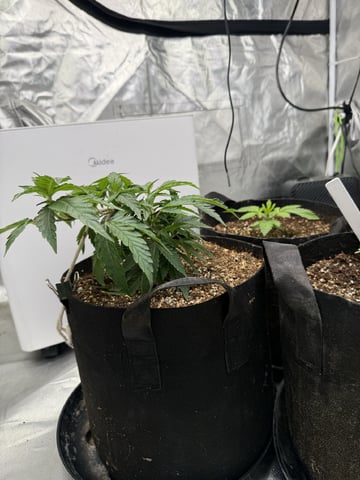Late Season Start  — vegetative, day 22