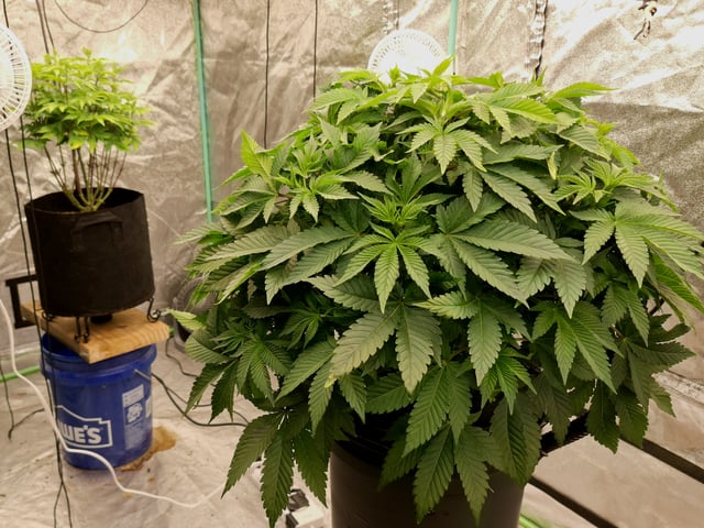 Blackberry Kush — vegetative, day 64