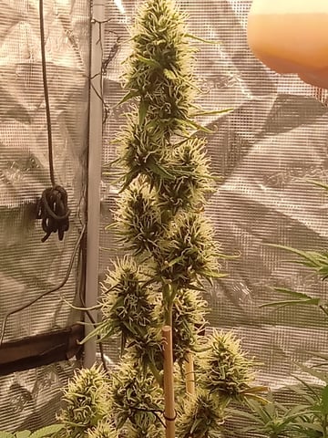 2 Apple Struddles ,1 London Pound,1banana Purple punch1gorilla Cookies ,1frostbanger 