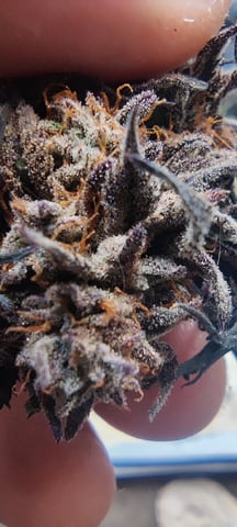 Grape Gasoline