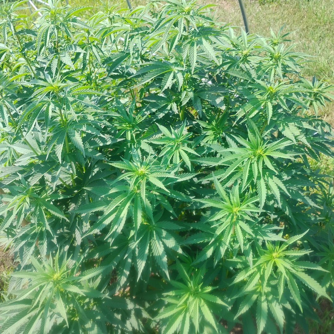 outdoor grow 