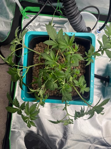  Hydro  1st run — vegetative, day 14