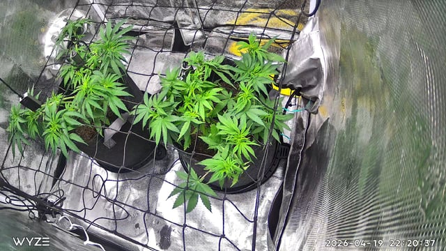 Blue Dream Feminized 