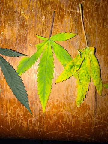 Indoor Grow  — flower, day 143