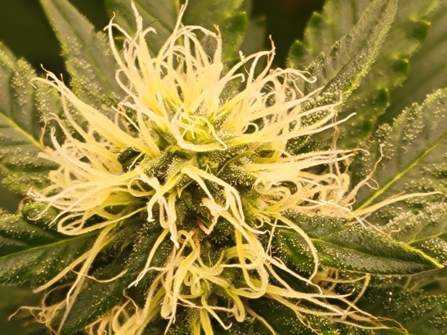 clones — flower, day 72