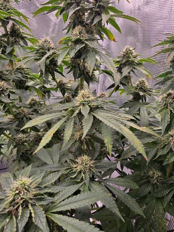 Northern lights #10 2nd plant (Selkies) — flower, day 78