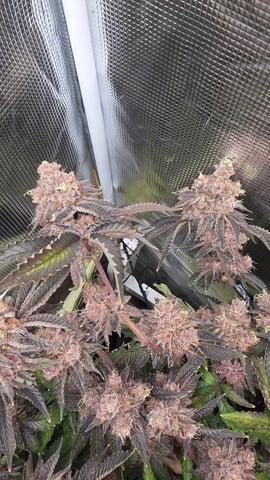 Purpz — grow_setup, day 2
