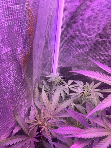 CMA  — flower, day 39