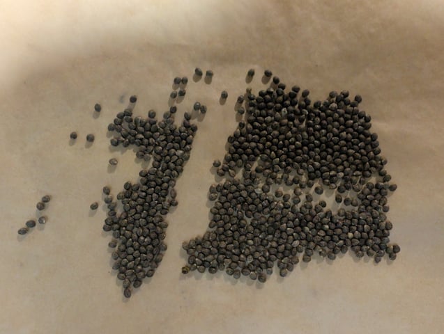 outdoor — harvest, day 172