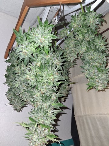 Lemon Cherry Cookies, Purple Haze and Strawberry Gorilla Grows — flower, day 103