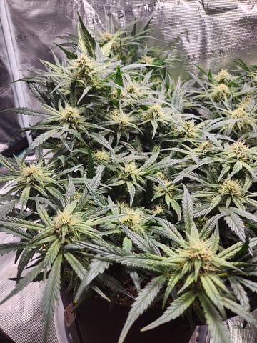 Autoflower grow. my first grow  — flower, day 55