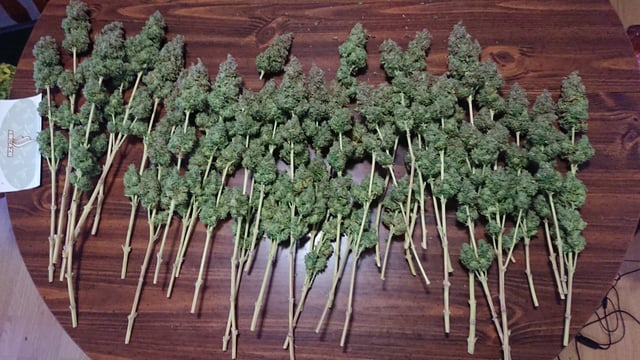 Closet grow  — harvest, day 111