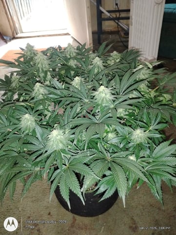 THE KRUX Multipack ETHOS — flower, day 40