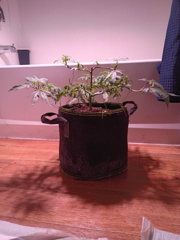 FKAFL — vegetative, day 38