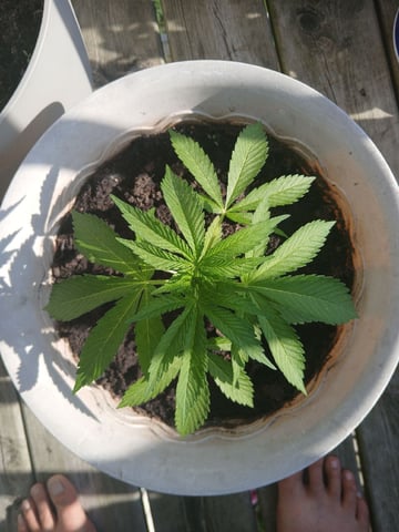 Vegetative  — vegetative, day 33