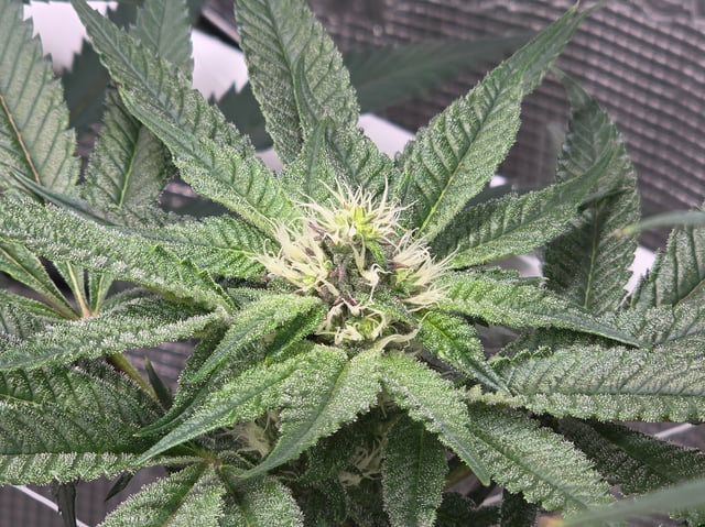 Grow 3 — flower, day 30