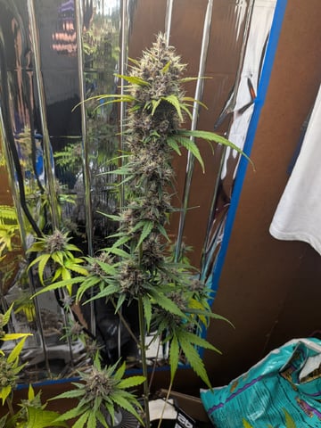 Mendo Frost / Gorilla Cookie / Banana Purple Punch 
