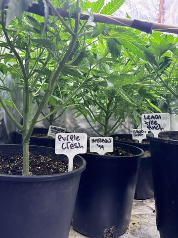 first grow in new 2x2 — flower, day 61