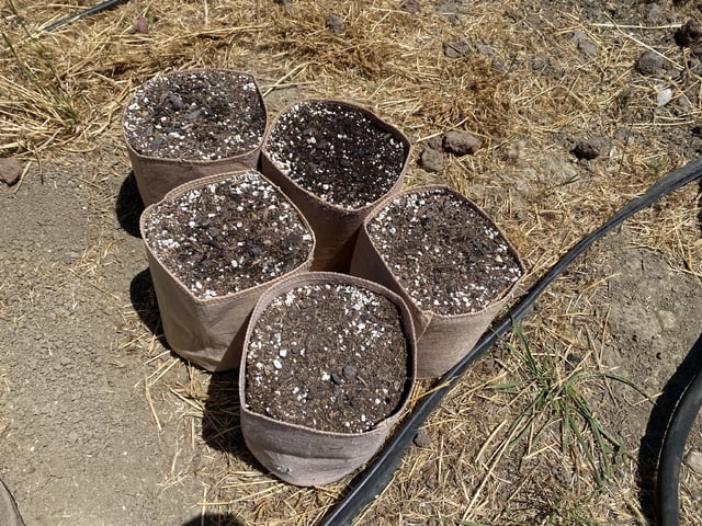 Auto Grow #3 2026 — grow_setup, day 5