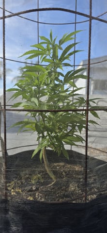 CzechsMex 2.0 — vegetative, day 141