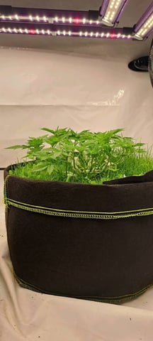 First Grow with the new setup  — flower, day 52