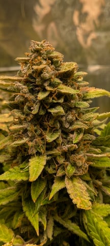 1st grow continued  — flower, day 22