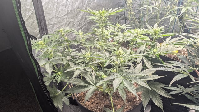 Mixed Grow — grow_setup, day 59