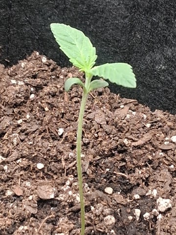 First Indoor Grow  — seedling_rooting, day 9