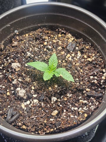 OG Kush — seedling_rooting, day 12
