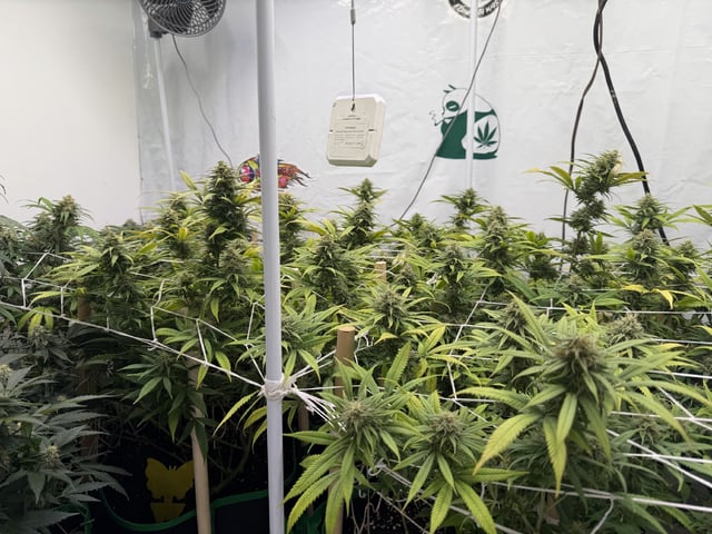 Indoor Grow  — flower, day 181