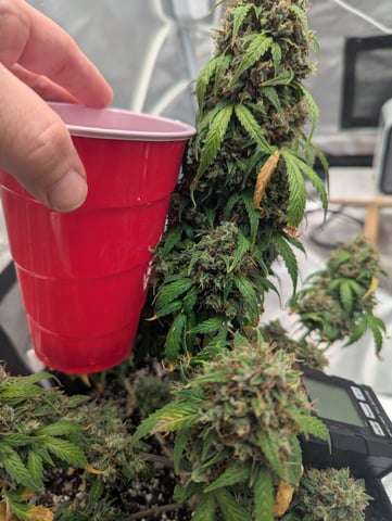 Strawberry Banana — flower, day 102