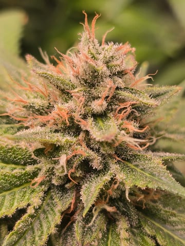 First grow — flower, day 115