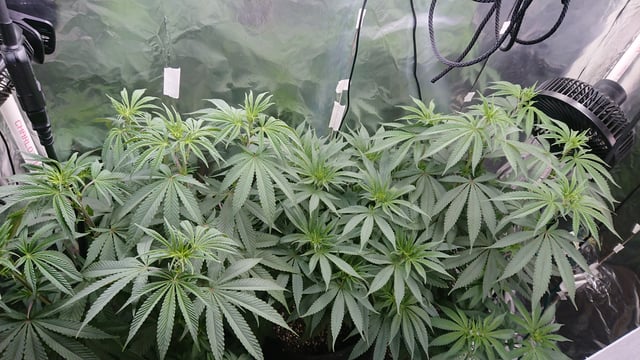 Rainbow runtz  — vegetative, day 41