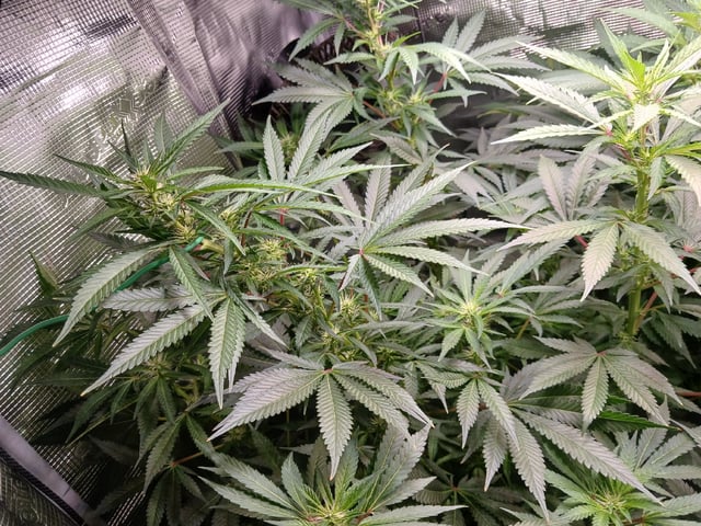 9lbhammer feminized  — flower, day 56