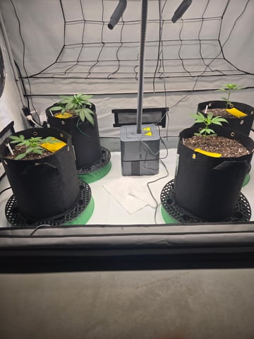 2nd Grow 3x5 tent — vegetative, day 20
