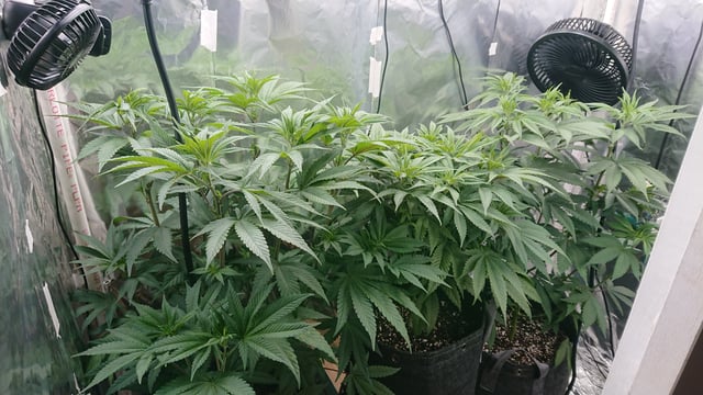 Rainbow runtz  — vegetative, day 35