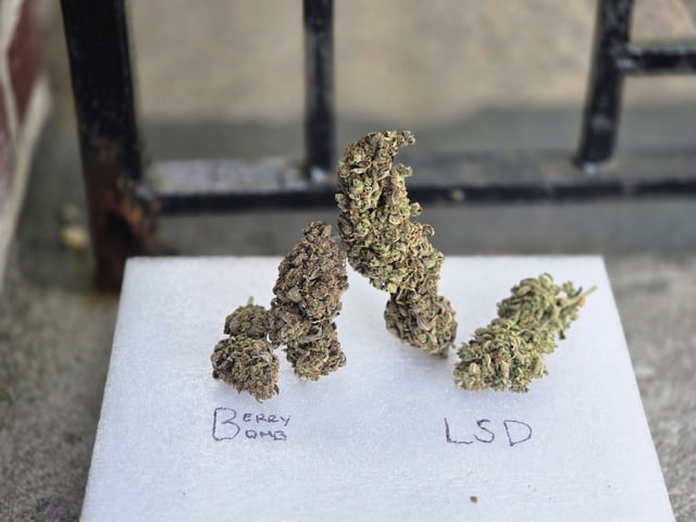 1st Auto Grow (LSD + BrB) - 1st indoor Grow