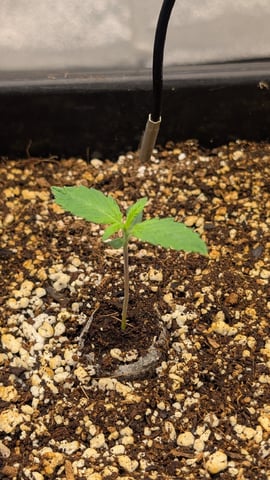 Lemon Cherry Gelato Auto — vegetative, day 9