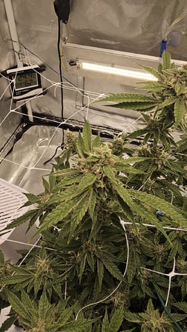 Jelousy Fast(Photo) & Ultra Voilet (Auto) — flower, day 58