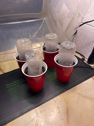 Barney’s Farm /Fast Buds — germination, day 1