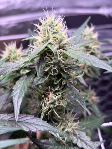 Round 1.5 — flower, day 87