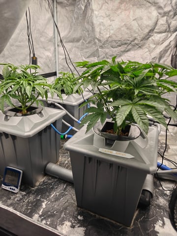 indoor grow 1 — vegetative, day 34