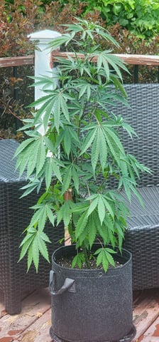 1st grow Dr. Nefario — vegetative, day 79