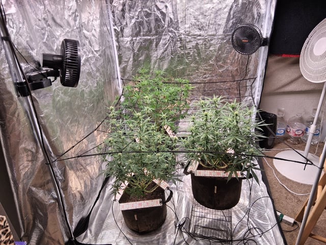 Seedman mix auto & seedman mix auto & GodFather OG — flower, day 69